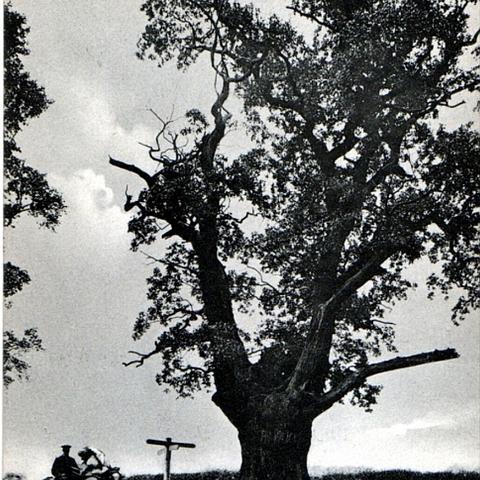 The old oak tree. It used to stand at the top of Cats Hill at the junction of the old road to Harlow. It dissapeared from view with the building of the by pass in 1987. From a postcard by Charles Martin, No: 2131. date unknown.