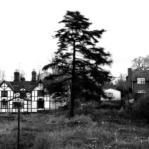 The cottages in Kitten Lane, viewed from the Hunsdon Road. This view is now obscured by the trees and bushes that had just been planted. Photo 1975.