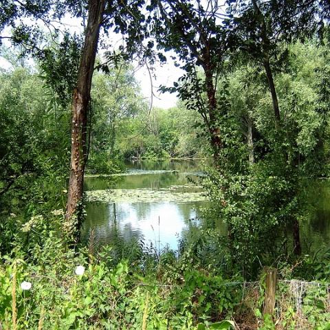 The "Pretty Lake", Marsh Lane. Originally the "Washer Pit" for St Albans Sand and Gravel Co. So called because the gravel washing equipment stood adjacent to the pit. Stocked by the Abbotts Angling Society the lake later became part of Leisure Sport Ltd and is now under the care of Ware Angling Club. Photo 2009.