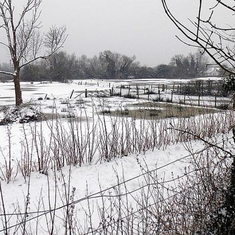 Richard Atkins field, Marsh Lane. January 2013
